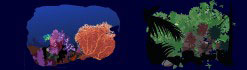 endangered animal activities